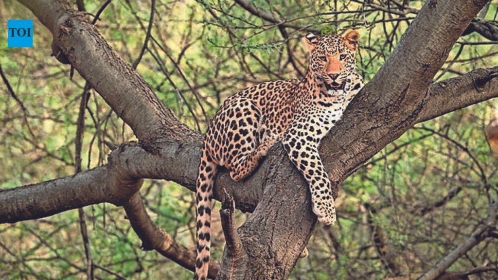Ranthambore tests AI system to alert villages on leopard movement | Jaipur News
