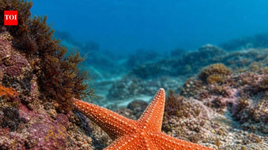 200 videos, 6,000 images bring Thiruvananthapuram’s underwater biodiversity to light | Thiruvananthapuram News