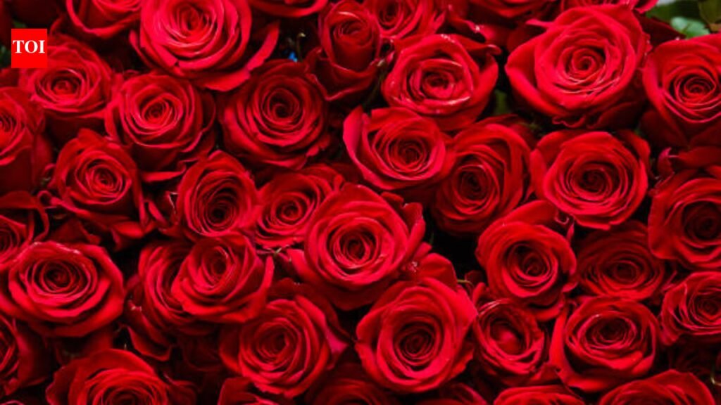 This one gardening trick could make your roses bloom like the expensive ones in a florist’s bouquet