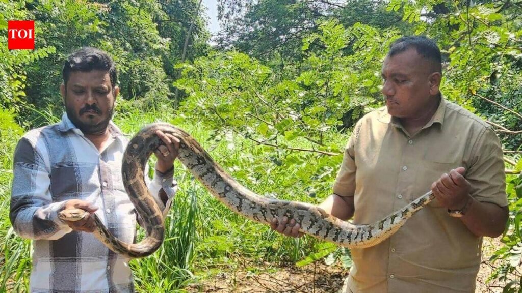 Snakes, monitor lizard rescued in past 72 hours in Maharashtra | Mumbai News