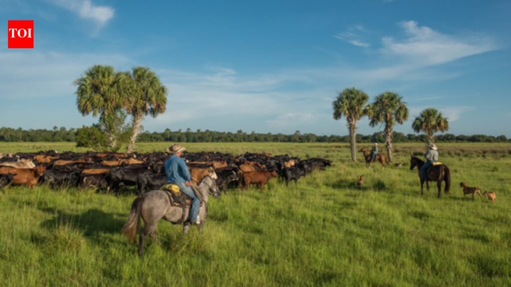Florida approved permanent protection for 1,034 acres of Limestone Creek Ranch, a 70-year cattle operation once owned by a governor; the $6.52 million easement keeps the land working inside the Wildlife Corridor | World News