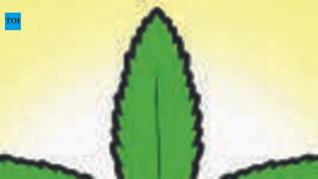 60-year-old held with 1.9kg of charas worth ₹4.8L | Ahmedabad News