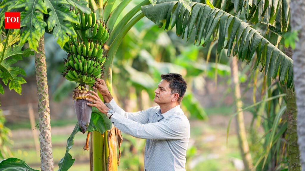 Weekend farmers find their patch of peace in NCR | Delhi News