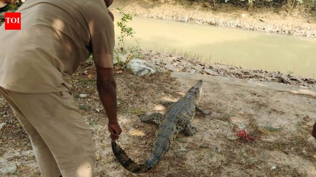 6-ft crocodile rescued from village pond in Bhitarkanika | Bhubaneswar News