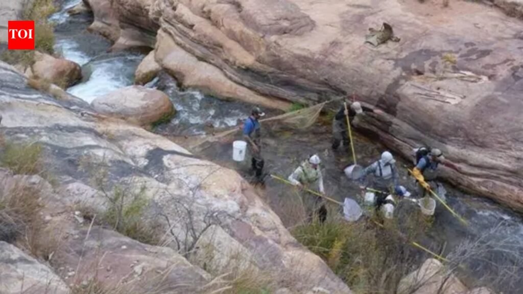 In 2006, Grand Canyon began a major trout-reduction effort in Bright Angel Creek; after invasive brown and rainbow trout were suppressed, the National Park Service says native fish populations increased by more than 400%