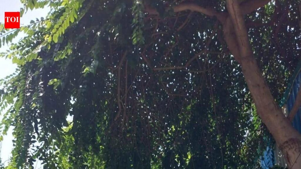 Adyar residents step out of home to jot down tree types | Chennai News