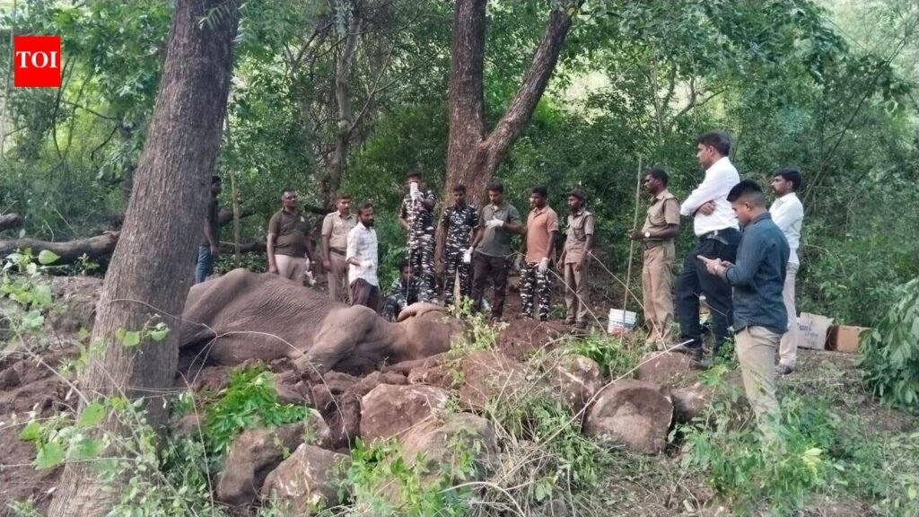 Female elephant dies despite treatment in ATR | Coimbatore News