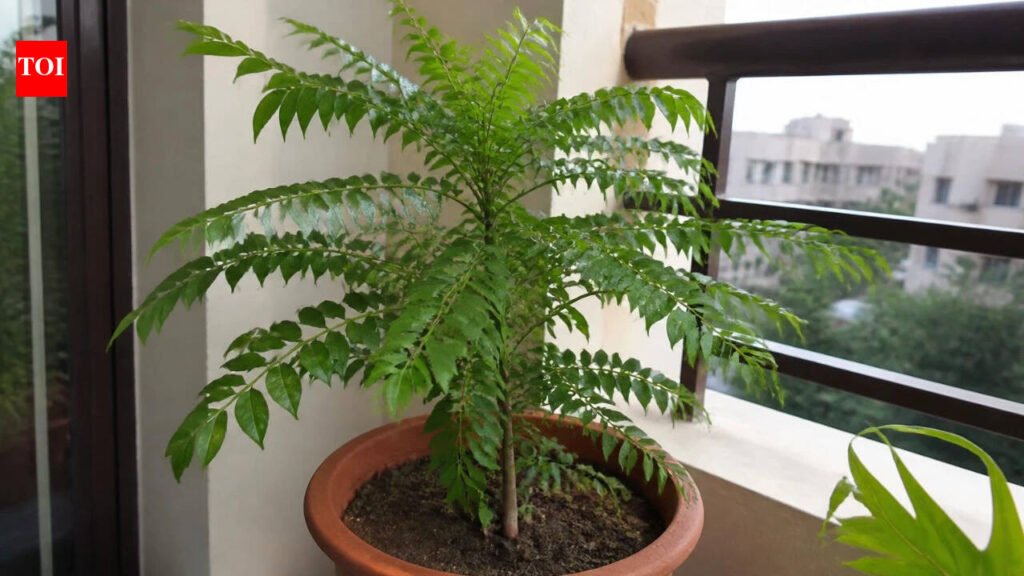 How to grow curry leaves in a pot and 7 mistakes that can kill the plant