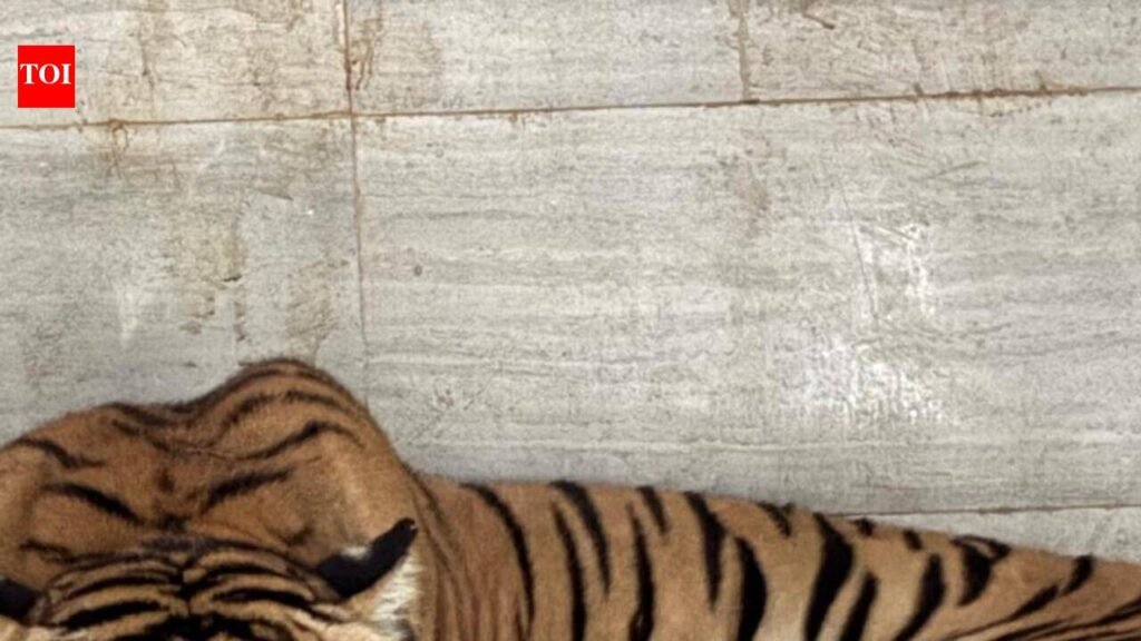 Tigress Sunaina welcomes first litter at JSR zoo | Ranchi News
