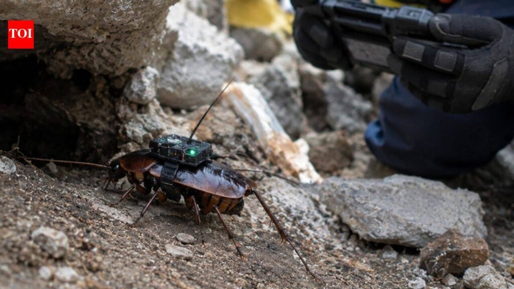 Researchers equip giant cockroaches with medical backpacks, fitted with cameras and syringes, the cyborgs search trapped survivors to deliver life-saving aid in disasters