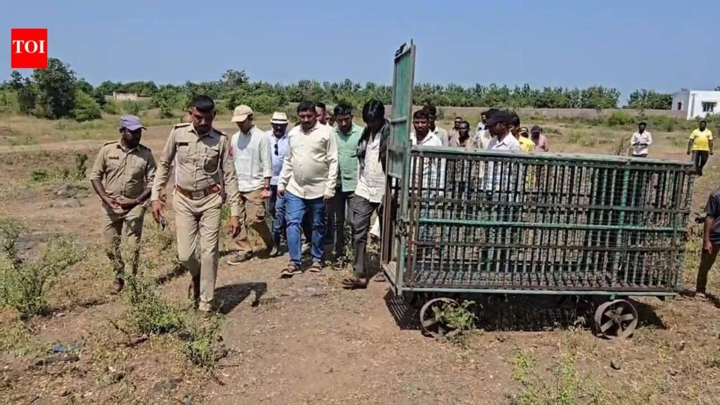 31-year-old man killed in lion attack near Kodinar | Rajkot News