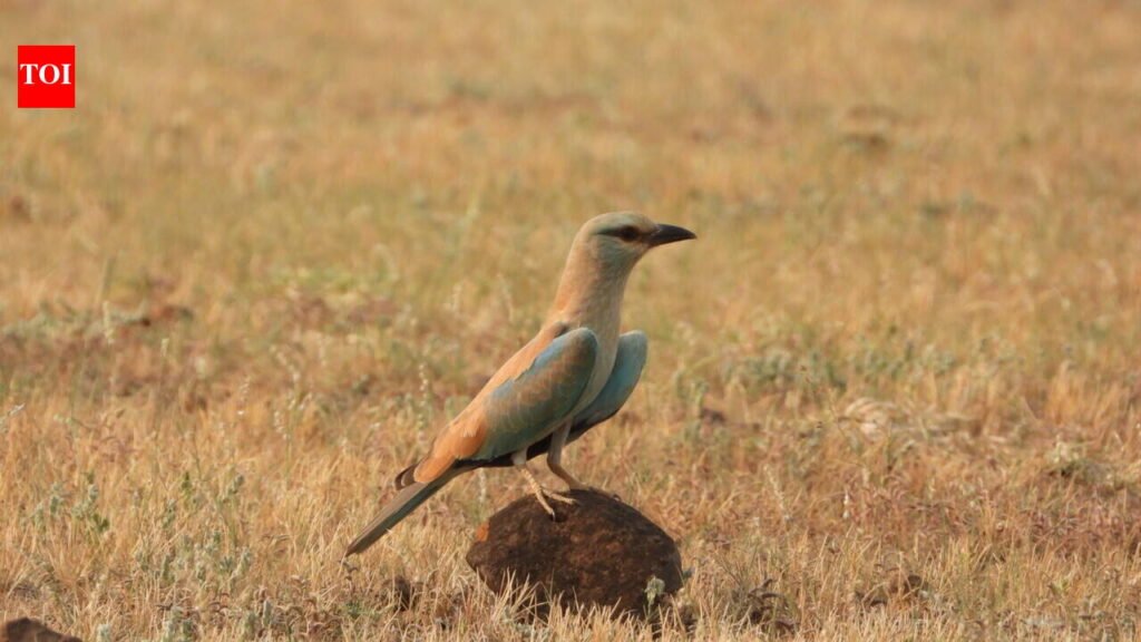 Pune birders record 254 species in Wild Bird Day marathon | Pune News