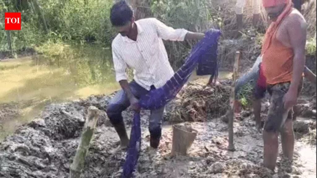 Woman plants mango sapling over burial spot to conceal daughter’s body; police exhume remains | Patna News