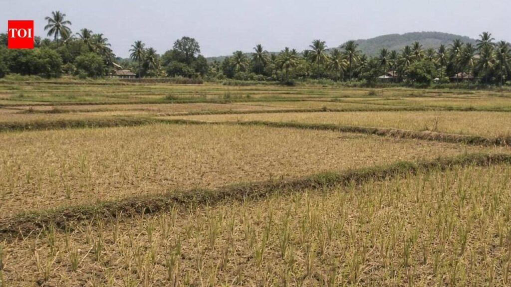 25ha of paddy hit by Goa’s driest monsoon in 50 years | Goa News