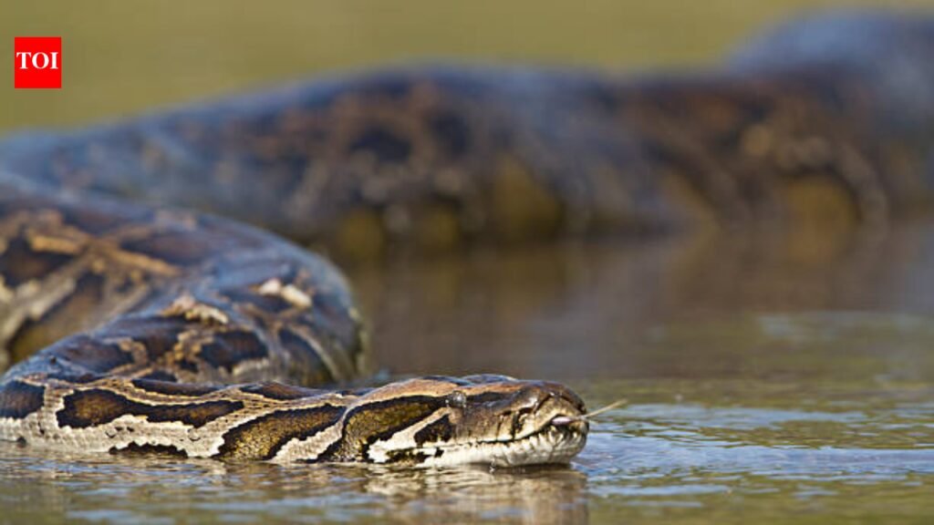 Burmese pythons are helping scientists investigate invisible pollution in the Everglades: Here’s how a destructive invasive predator reveals what is contaminating an ecosystem |