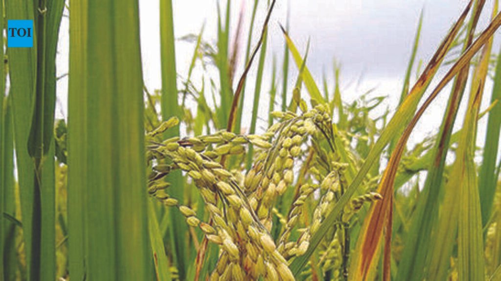 Paddy expansion needs 170 tmc water a year, warns study | Hyderabad News