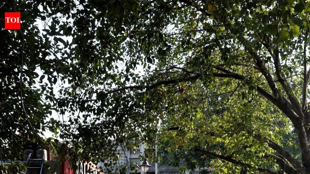 New push in Chandigarh: Colour-coded carts coming up for street vendors. | Chandigarh News