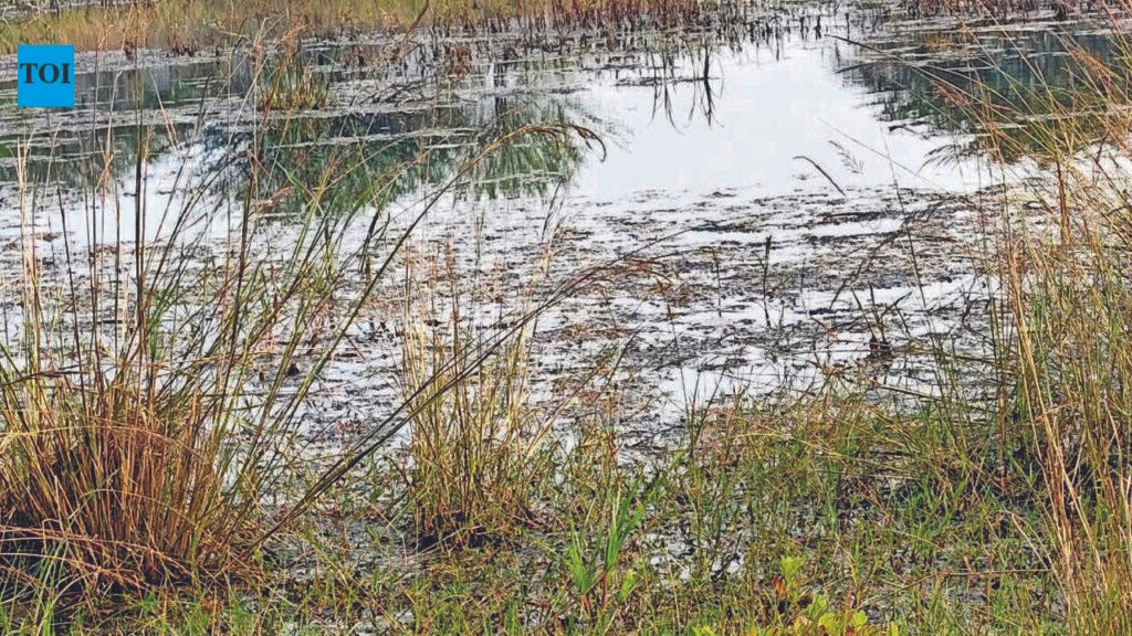 Sewage Flows Into Gorewada Lake, NMC Sits On HC Directive | Nagpur News