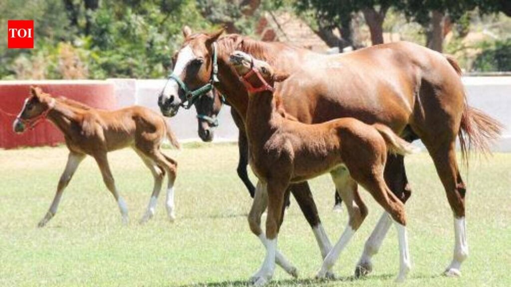 Greener pastures ahead for horse breeders in Punjab | Ludhiana News