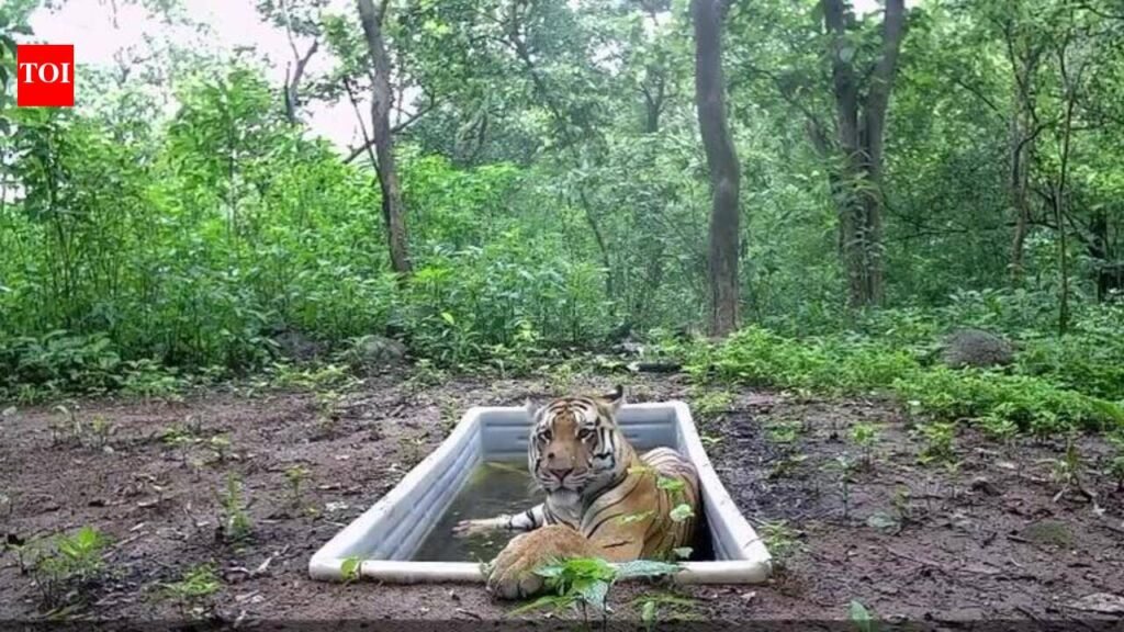 Gujarat plots double match for its lone tiger | Ahmedabad News