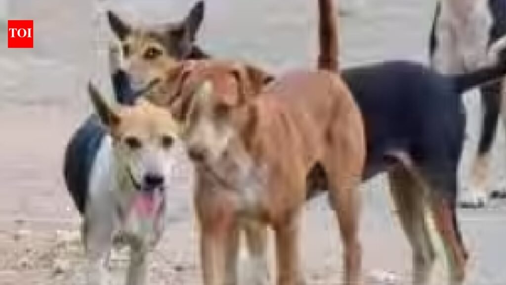 All bark, no bite: Dog lovers fail to walk the talk to adopt strays from the beach | Goa News
