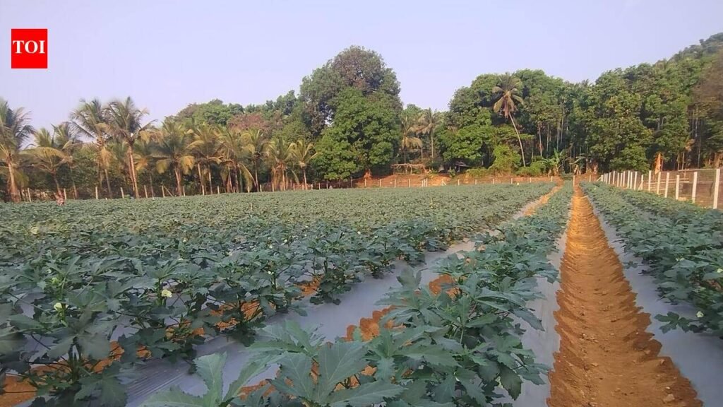 Health setback leads Shiroda farmer to full-time farming, yearly income rises to Rs 5 Lakh | Goa News