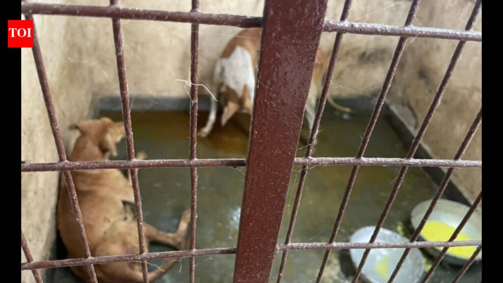 Animal activists raise concerns over upkeep of Pollachi ABC centre | Coimbatore News