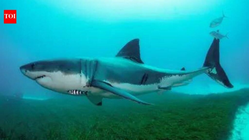 65-year old swimmer killed in shark attack off South African coast; 2 beaches shut