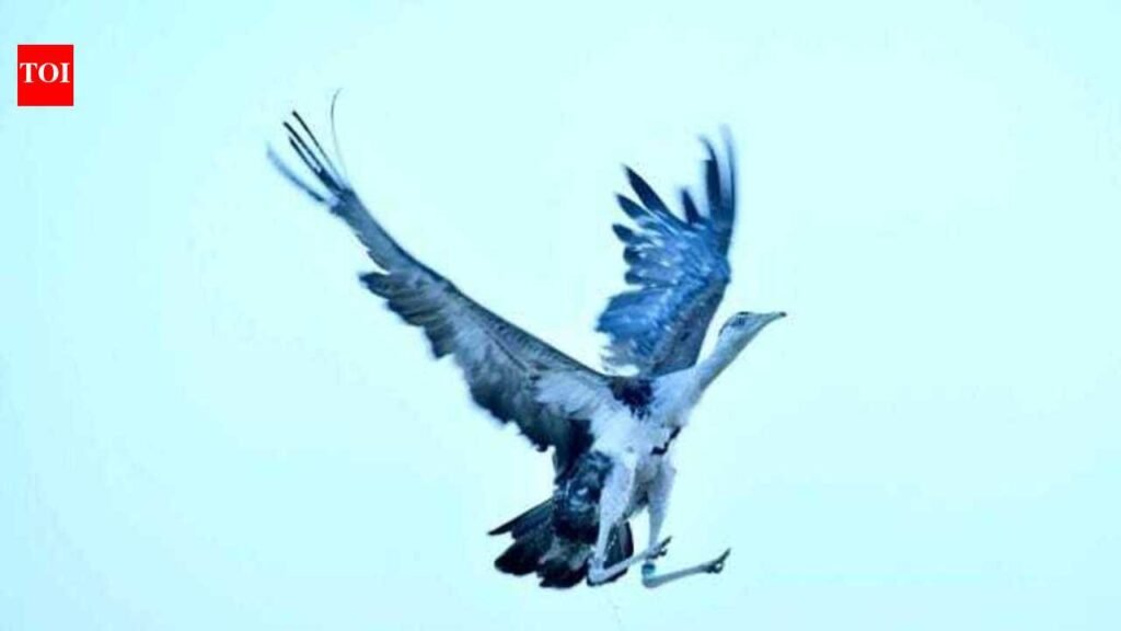 GIB rewilding faces setback as desert fox kills captive-bred bird in Jaisalmer | Jaipur News