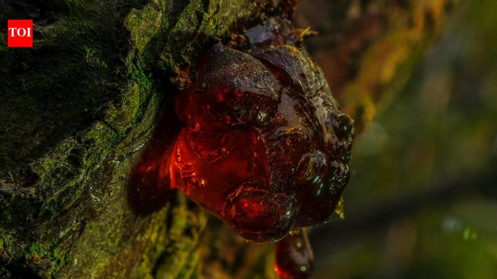 70 Million Year Old Amber: Woman used a reddish stone as doorstop for years; after her death, it was found to be a 70-million-year-old treasure hidden in plain sight that even thieves missed