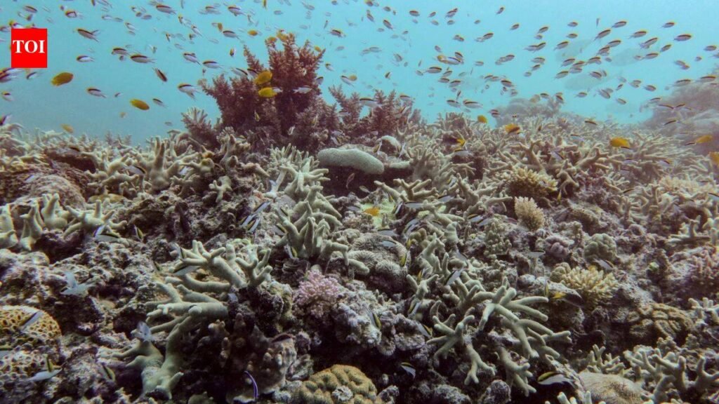 Marine life on the brink? 96% of coral reefs could face collapse by 2075