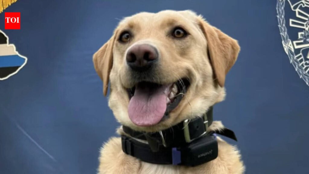 A three-year-old police Labrador whose arrival and training were funded by a $25,000 donation found a missing 70-year-old hiker in Hawaii Volcanoes National Park; it was her second successful rescue in just two months