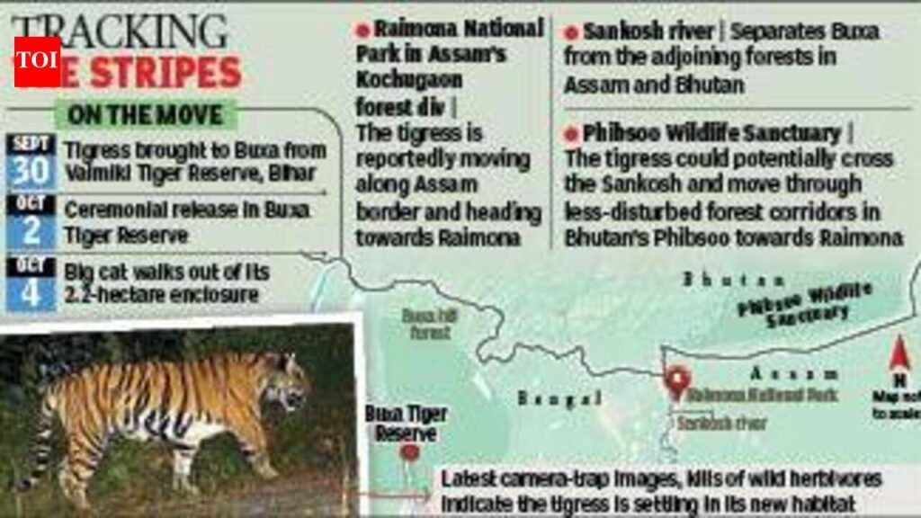 Three weeks after release, Buxa tigress ventures towards Assam | Kolkata News