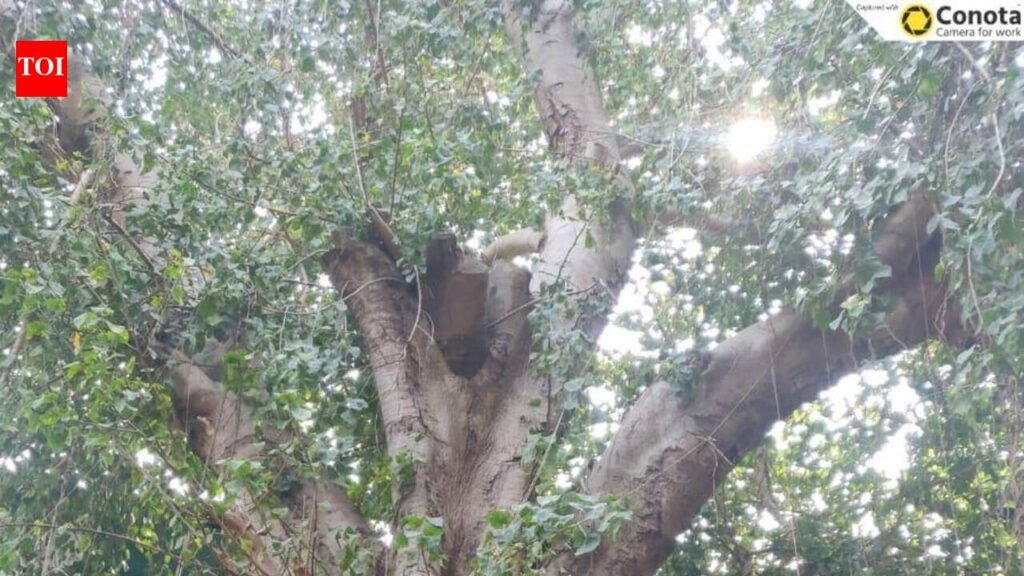 Citizens challenge PMC’s tree-felling docket for Kasba Peth over incorrect age of heritage trees, transplantation concerns | Pune News