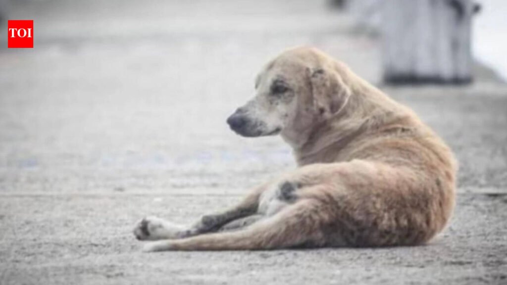Hyderabad man booked for sexually abusing dog | Hyderabad News