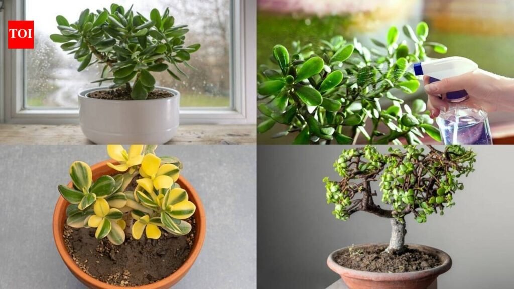 5 simple tips to keep its leaves glossy and healthy through winter