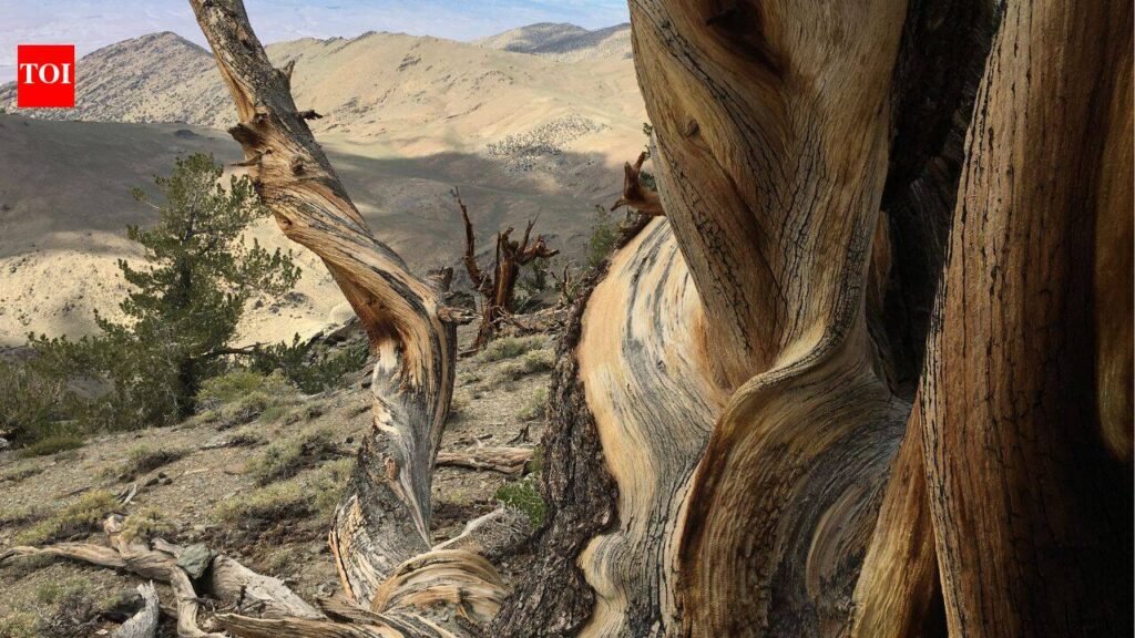 This ancient forest has trees that have survived for thousands of years; where visitors can walk among some of Earth’s oldest living organisms and what makes these ecosystems so resilient