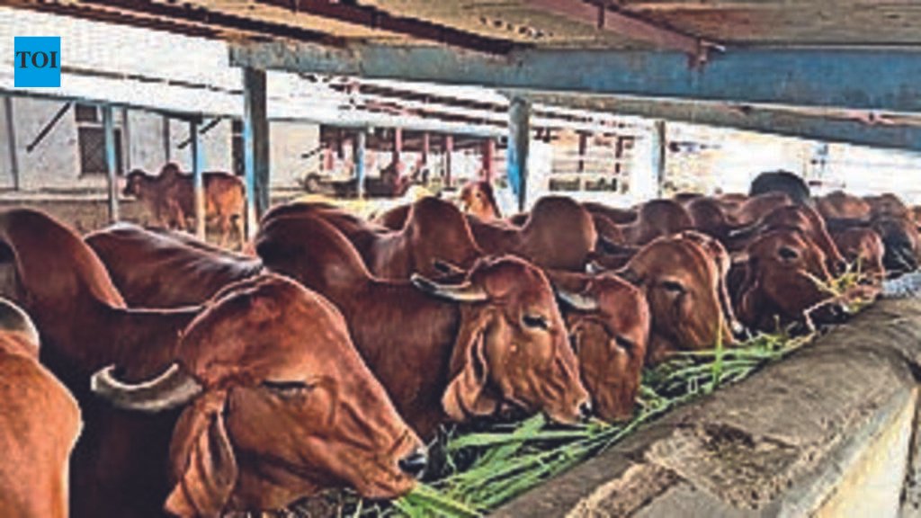 Jharkhand survey to document native livestock, poultry breeds | Ranchi News