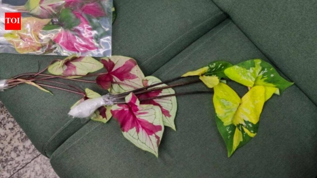 No Import Documents, 220 Plants Seized From Bangkok Flyer At Kolkata Airport | Kolkata News