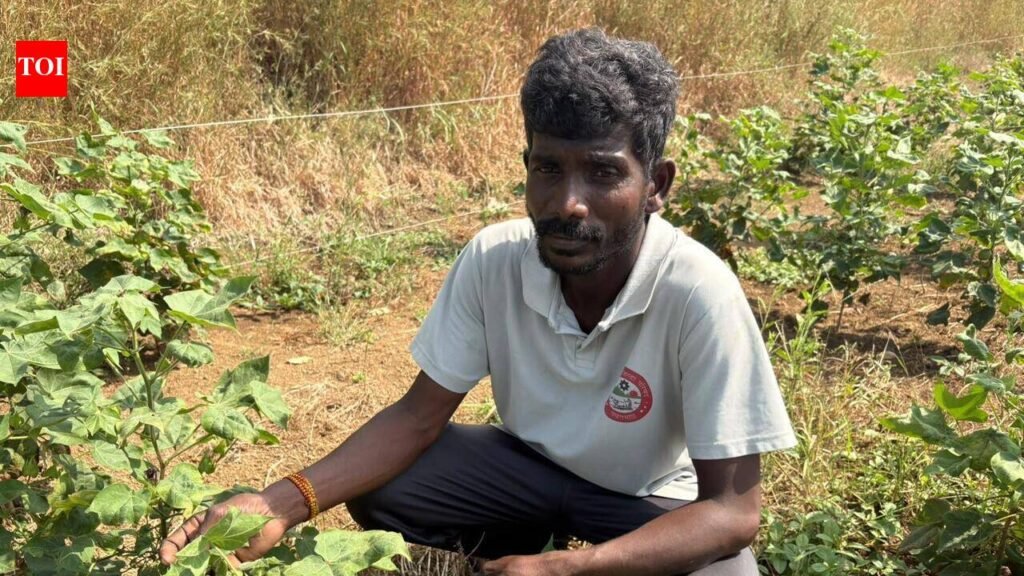 Drought and heat scorch Maharashtra’s cotton belt, leave farmers staring at crop failure & debt | Nagpur News