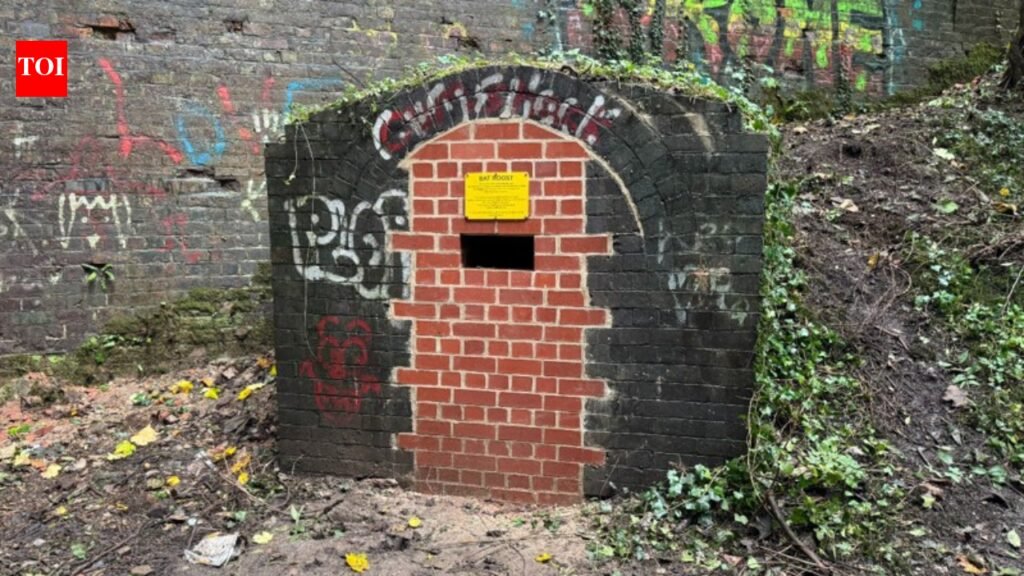 Britain converted a nearly 200-year-old railway worker’s hut into a bat shelter; a winter inspection found a whiskered bat hibernating inside | World News