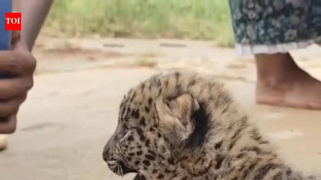 Nelamangala villages near Bengaluru on edge as Leopard sightings rise; Cub rescued | Bengaluru News