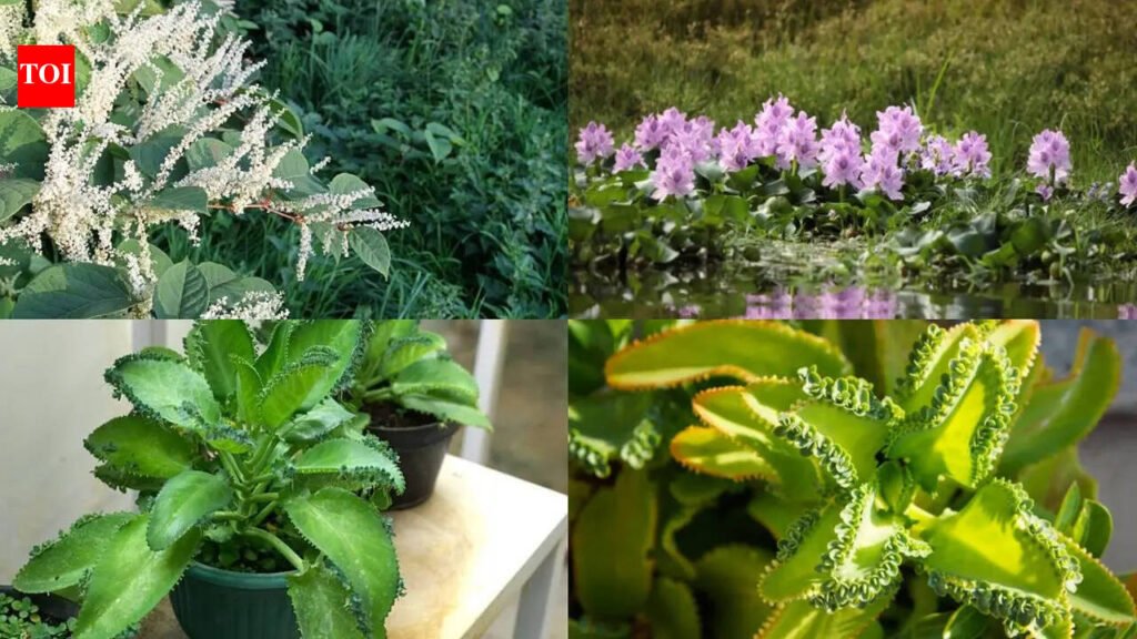 The surprising plants that can regenerate from tiny fragments, spread through gardens and waterways, and turn a small leftover piece into an entirely new plant