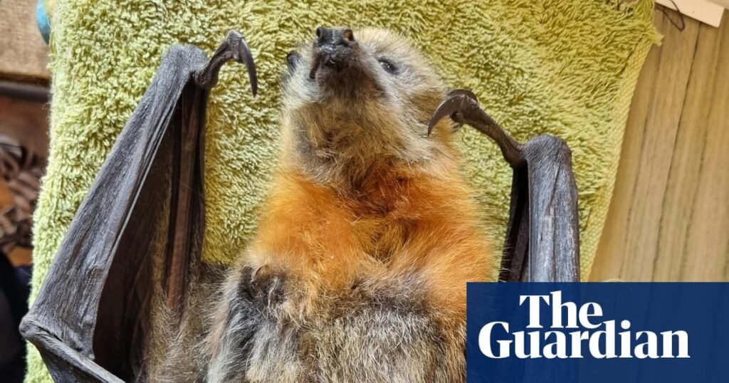 Flying foxes in NSW and Victoria face mass starvation amid food shortages | Wildlife