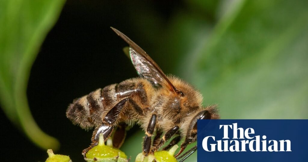 Honeybees are barging aside wild pollinators in hunt for pollen and nectar, study finds | Bees