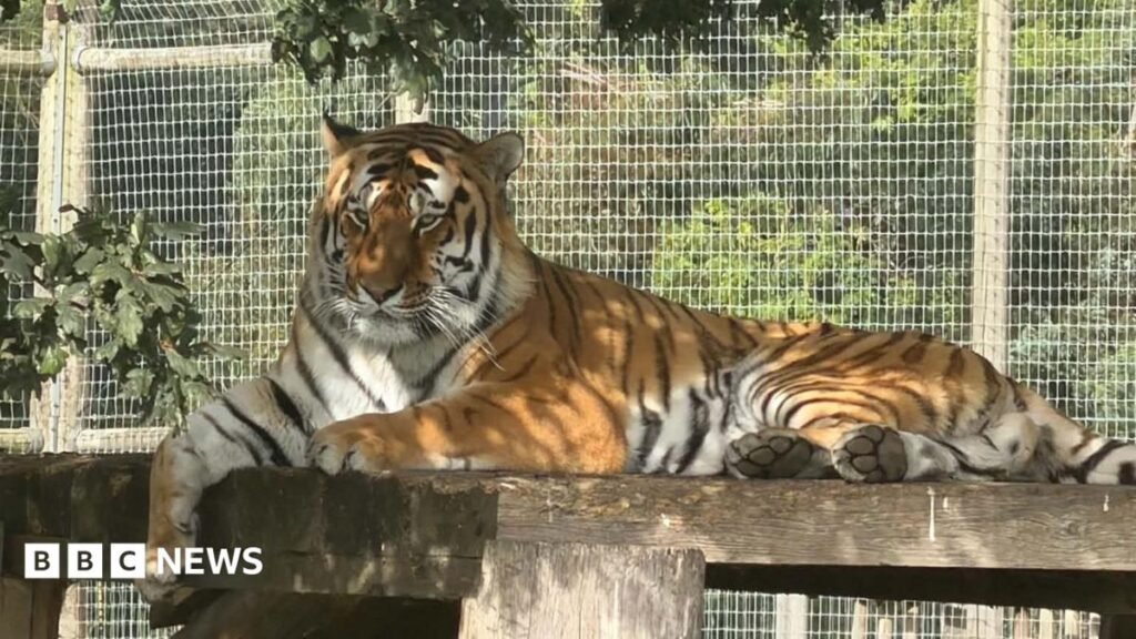 Yorkshire Wildlife Park remains closed after fatal tiger attack
