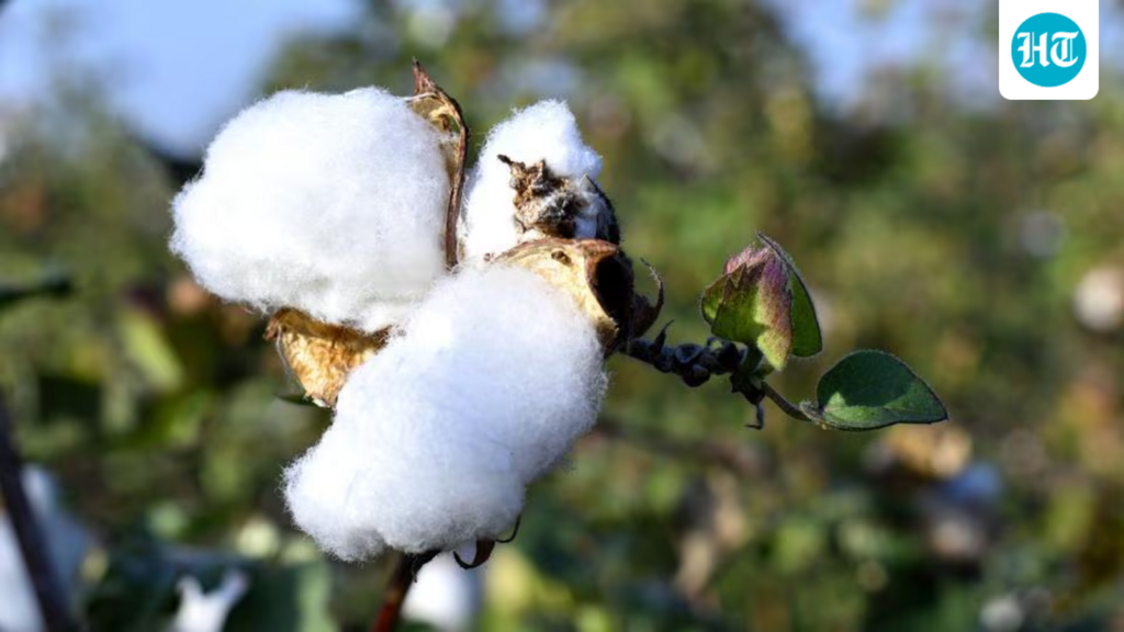 Why unapproved HTBt cotton production is spreading across India