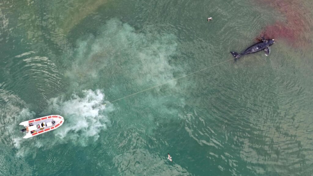 Scientists puzzled as baby whales wash up dead in Argentina