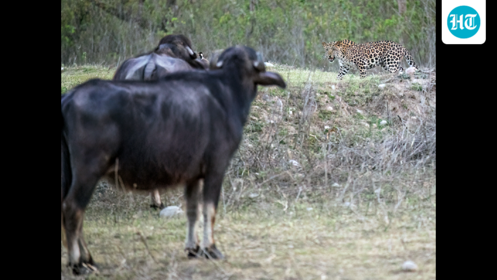 Wildbuzz | Quick to beat a retreat