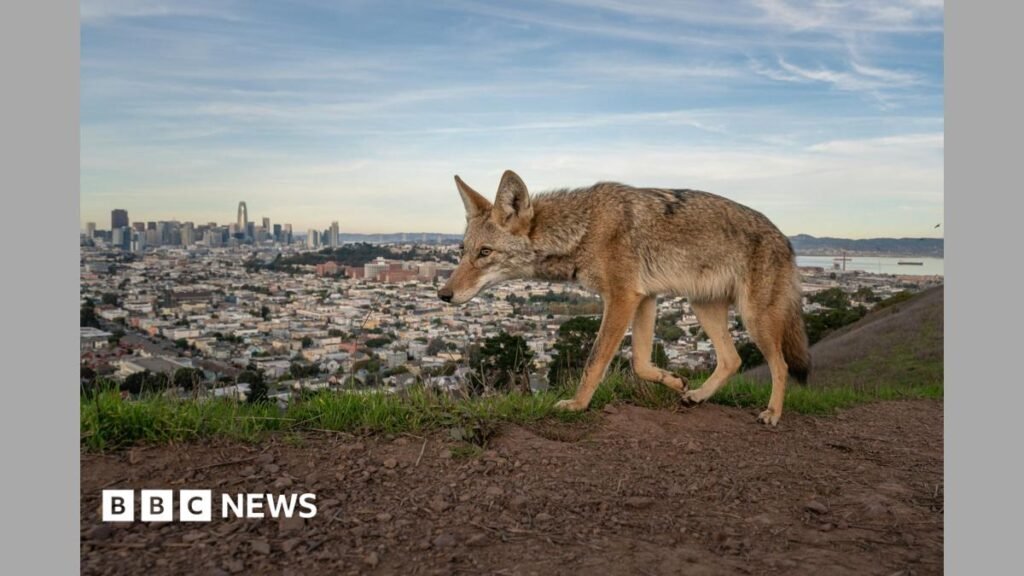 Winning entries for Wildlife Photographer of the Year 2026